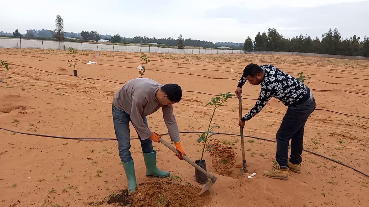 تعلم(ي) زراعة الافوكادو|plantation de l'avocatier|planting avocado