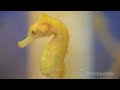 Captive Bred Hybrid Seahorse - Proaquatix