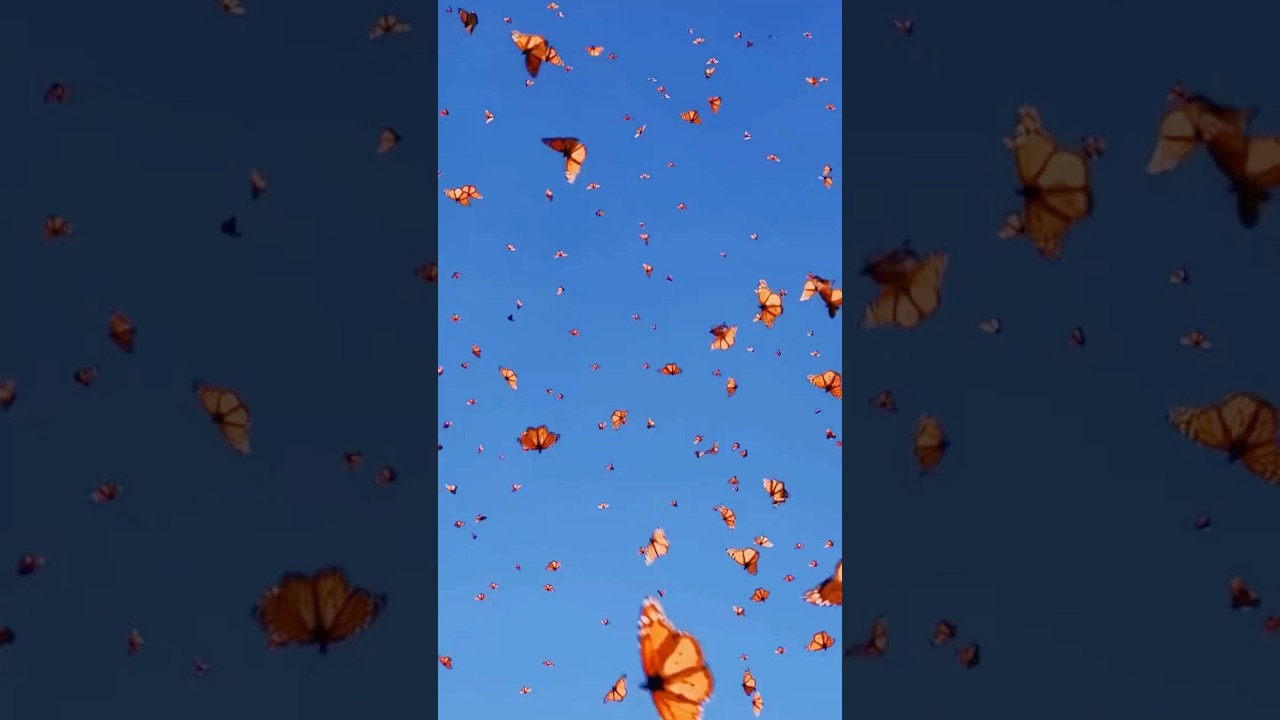 Факт: Миграция бабочек Монархов