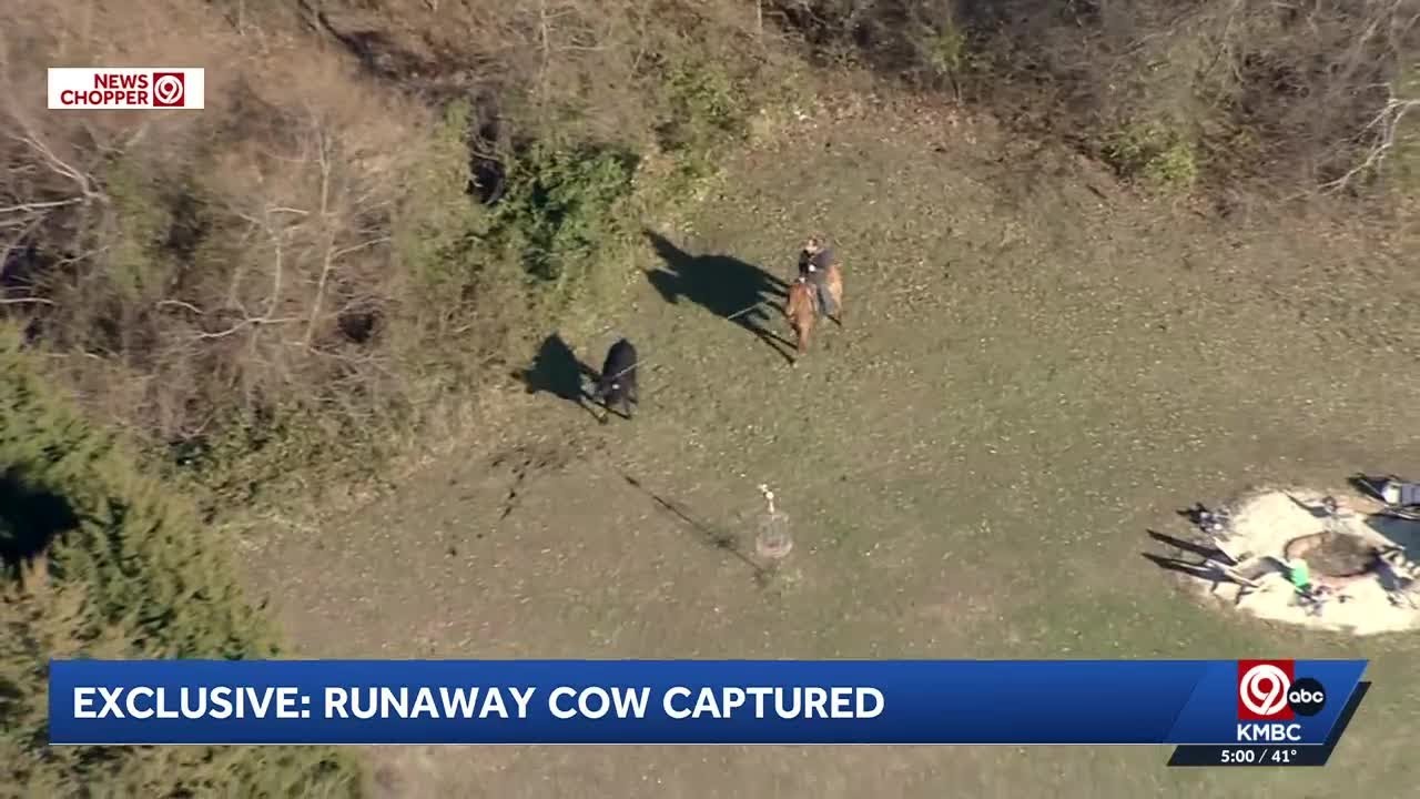 Interstate back open, several cattle still on the loose after crash in Oak Grove