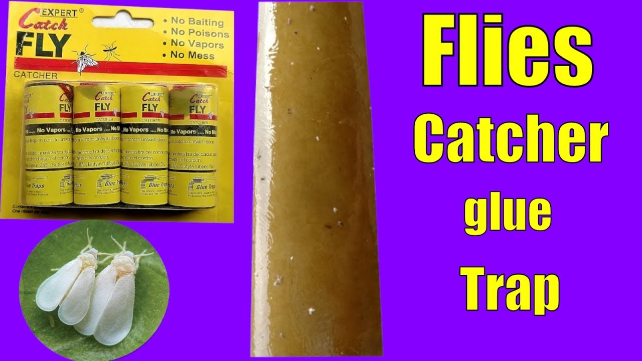 A Product Fly Catcher || Ye Kis Trha Kaam Krta Hai Result of 24 Hours kitchen gardening in uganda