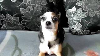 Мила - первая в мире говорящая собака!