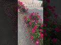 🌹