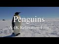 Penguins 4k  relaxation film with peaceful  music