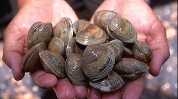 Facts: Bivalves
