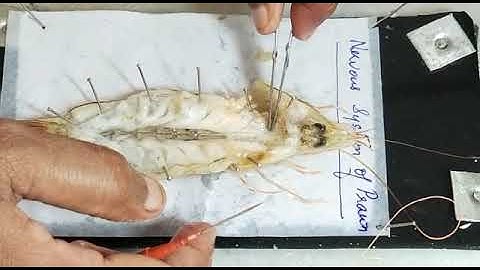 Prawn dissection Nervous system