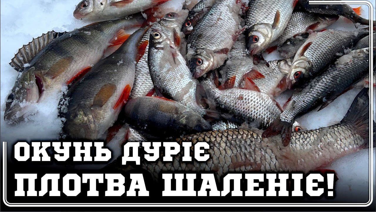 ✅ДИКИЙ ЖОР ОКУНЯ і КРУПНОЇ ПЛОТВИ‼️БЕЗМОТИЛКА РОЗРИВАЄ🔥коли ЖЕРЛИЦІ МОВЧАТЬ у ВІДЛИГУ❄️⛄️