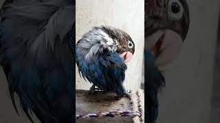 Lovebird preening after a bath [4K]