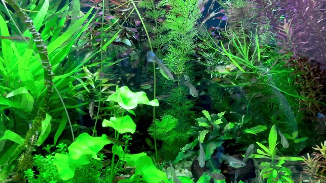 Содержание моего аквариума 