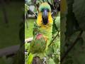 PAPAGAIO-VERDADEIRO FÊMEA NIKA DO CRIADOURO PEDRA BRANCA #parrot #pets