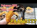 GAWIN ITO SA 1/4 KILO NG KAMOTE | MALIIT na PUHUNAN MALAKI  ang KITA | CAMOTE CHURROS