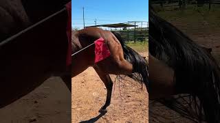 💣 Pimi Çekilmiş Bombalarla Yaşamak (Seyislik) 🐎