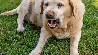 Understanding the Temperament of a Labrador Retriever