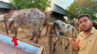 Bheem Bull Breeding Karte Time