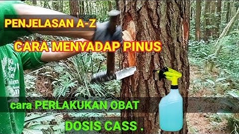Cara Menyadap Pohon Pinus Biar getahnya Melimpah banyak