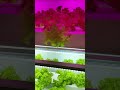 Hydroponic lettuce mistakes or experiment