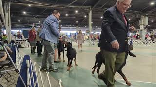 BLACK AND TAN COONHOUNDS. Best of Breed Competition.