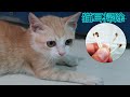 【猫耳掃除】耳がとても汚れた猫 , 耳掃除中赤ちゃんみたいな猫がかわいい