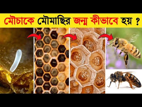 ভিডিও: মৌমাছি পার্গা: রচনা, ভিটামিন, পুষ্টি, প্রতিবন্ধকতা, ঔষধি গুণাবলী এবং ব্যবহারের নিয়ম