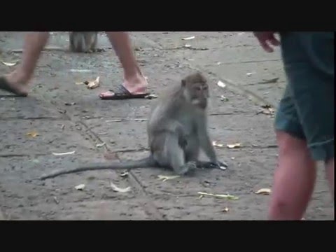 Funny Monkey Smoking - YouTube