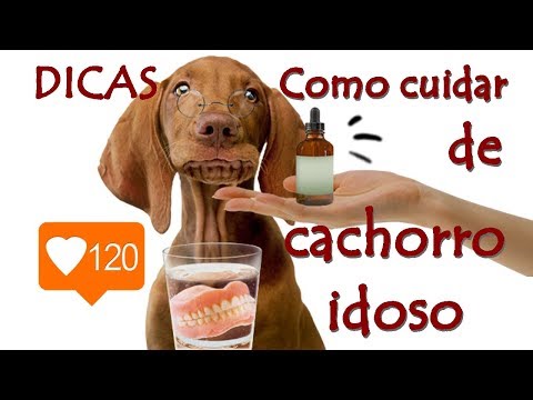 Vídeo: 5 Dicas Surpreendentes De Cuidados Com Cães Idosos