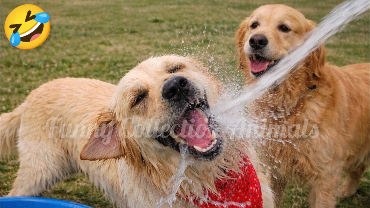 Funniest Cats and Dogs of the Week🐶😺Challenge Try Not To Laugh😂