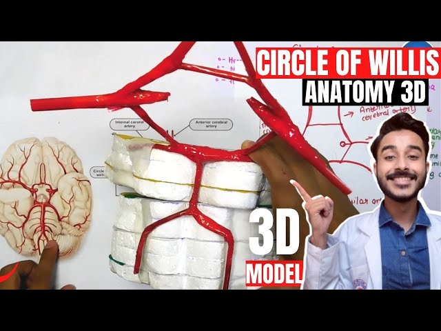 Circle Of Willis Anatomy Notes