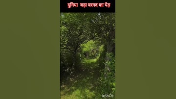 दुनिया का सबसे बड़ा बरगद का पेड़  🌾Amazing facts #facts