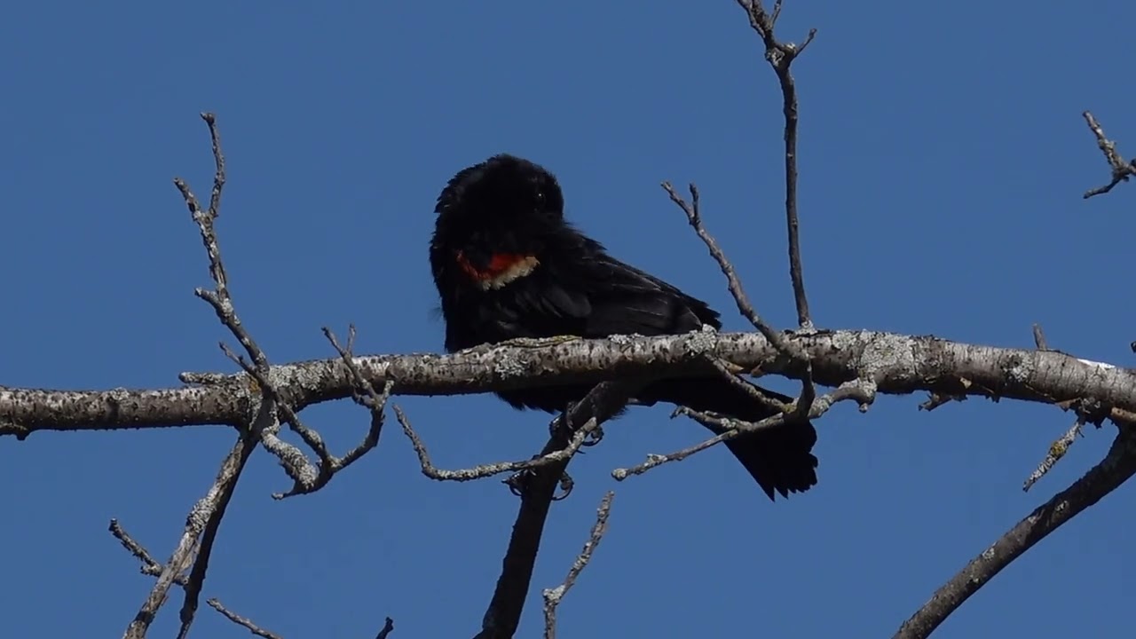 Crex Meadows Bird and Nature Weekend