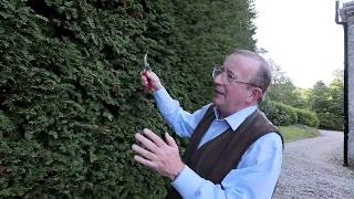 Pruning a yew / Taxus hedge - Burncoose Nurseries