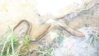 কুচিয়া মাছের ব্যবসার চাষ পদ্ধতি কুঁচিয়া 🐟 কোথায় পাওয়া যায় দাম কত