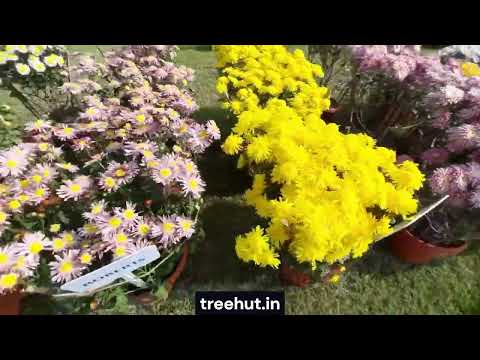 सिकंदरबाग, लखनऊ Chrysanthemum Flower Show at NBRI, Lucknow. National Botanical Research Institute