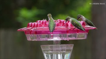 Fuchsia Lil Sweety Hummingbird Feeder