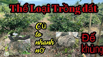 Gốc nhớt thể loại làm đế trồng đất củ nở to đẹp lh 0766765975