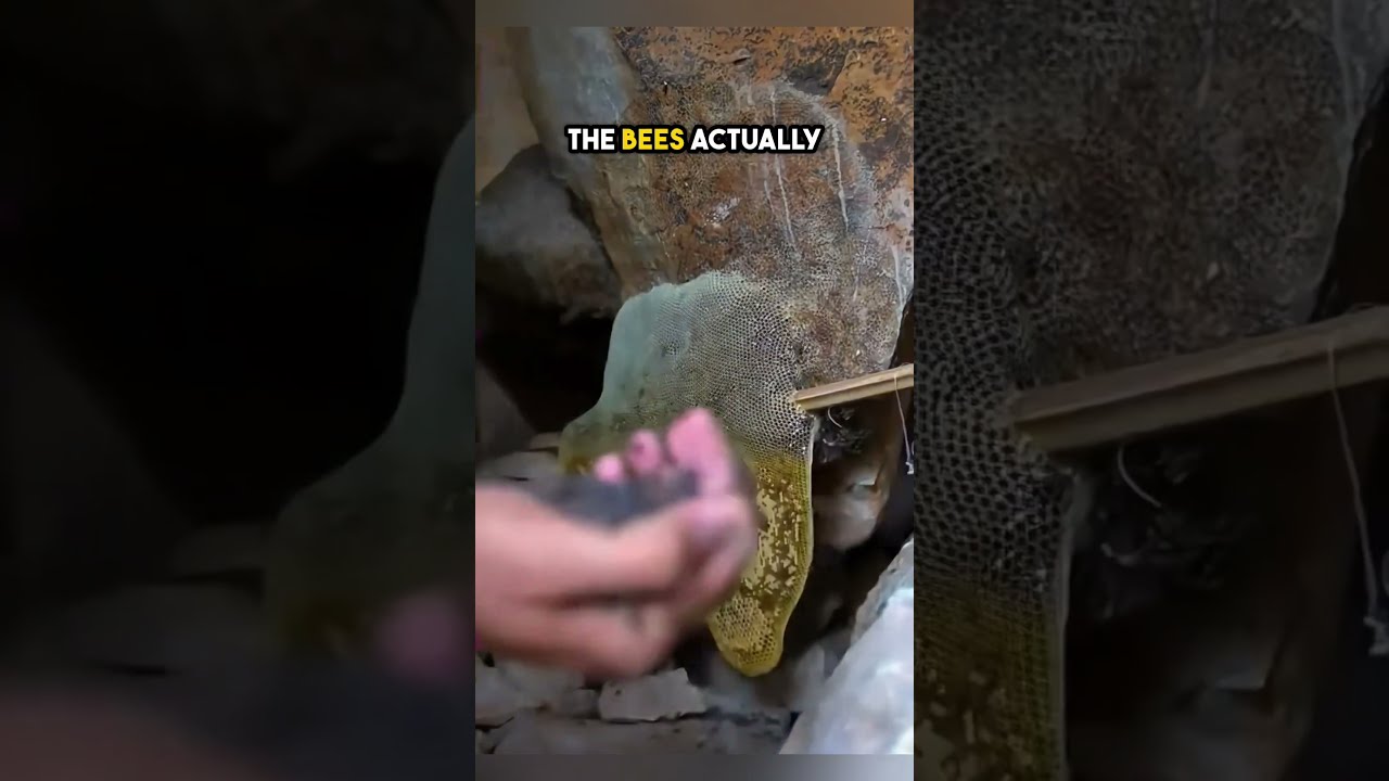 The Best Way To Harvest Honey That You Need See 
