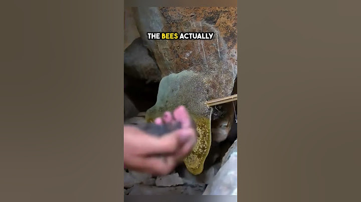 the best way to harvest honey that you need to see! 😲