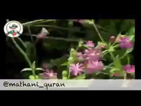 قال ﷺ في كل كبد رطب صدقة شاهد هذا الرجل البسيط كيف يطعم عدد كبير من القطط وكيف يدبر لهم الطعام و