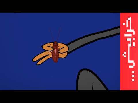 خفاش كيف تمي ز الرجل عن المرأة 