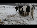 Jasper and Shamrock Tennessee walkers always knocks over the round bale which is #450 lbs