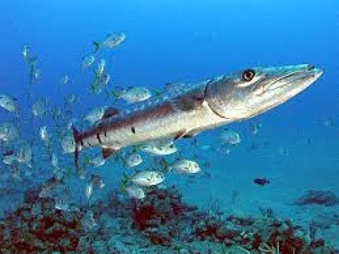 Barakuda Turna Nasıl Temizlenir Eğitimi Püf Noktaları-Barakuda Fish Cleaning Education Training