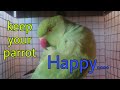 How to keep a parrot Happy /parrot mania