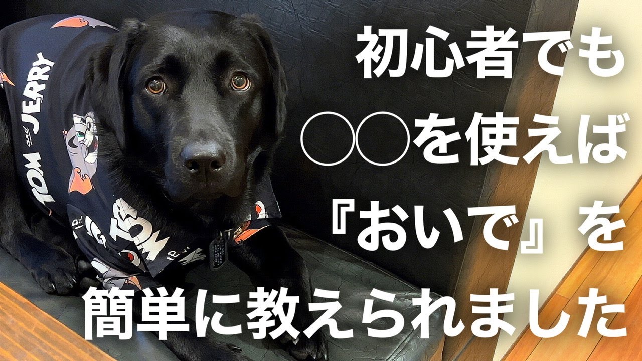 犬のしつけ】黒ラブ・ナラ、「おいで」が出来るまで！◯◯を使っ