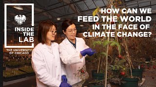 He Lab: Feeding the world in the face of climate change-Inside the Lab at the University of Chicago