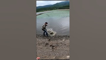 Câu Cá Lóc Hàn Quốc/Pha Lên Hàng 5kg #fishing #caucagiaitri #snakehead #lurefishing