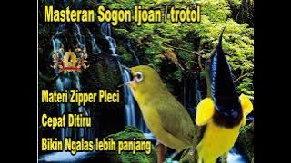 masteran sogon materi Zipper pleci cocok buat sogon ijoan/ trotol