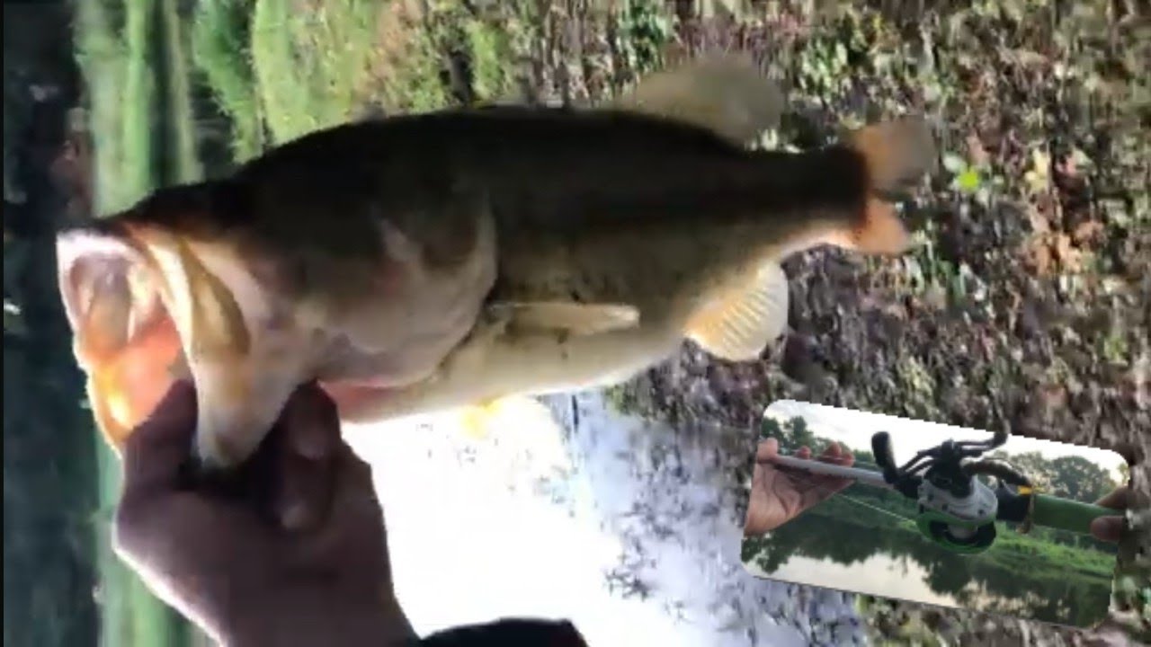 Why the stick bait never fails [BIG BASS]#largemouthbassin #bassfishing #fishing