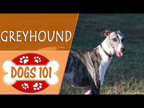 Video: Apa Perbezaan Antara Greyhound dan Greyhound Itali?