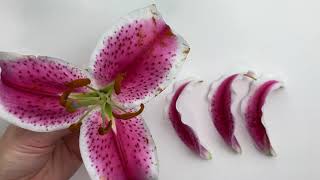 Lily Dissection with Tepal Explanation  (+ worksheet link in the description)