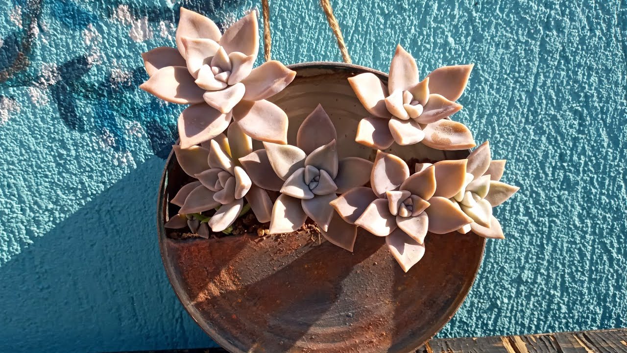 Graptoveria Paraguayense
