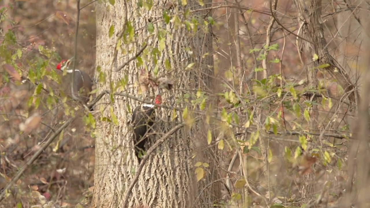 Pileated Woodpecker Mating Dance - YouTube